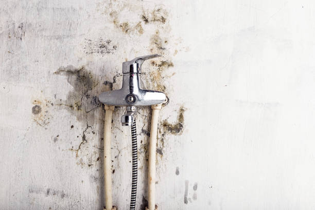 Best Best Mold Removal Companies  in Frenchtown, MT