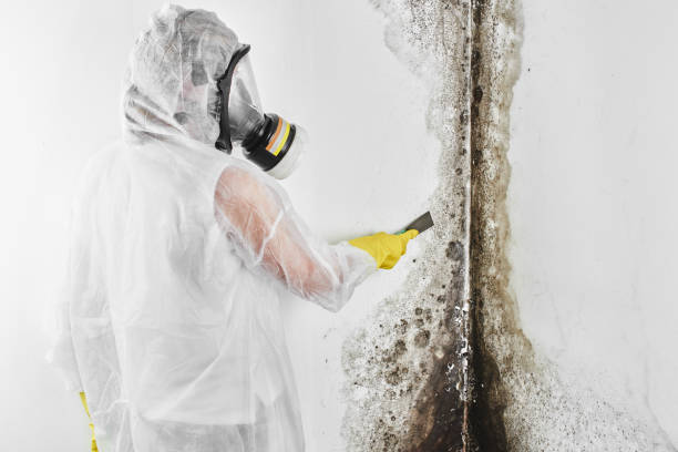 Best Mold Damage Repair  in Frenchtown, MT