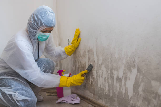 Best Certified Mold Removal  in Frenchtown, MT
