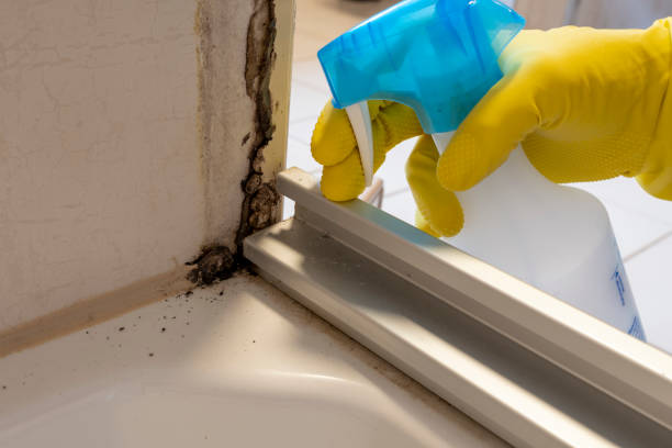 Best Mold Removal Process  in Frenchtown, MT