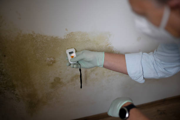 Mold Removal Process in Frenchtown, MT
