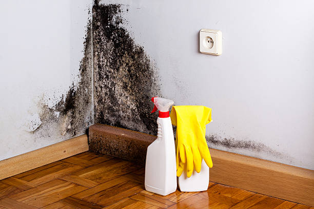 Best Residential Mold Removal  in Frenchtown, MT